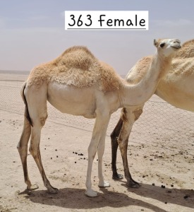 2X CAMEL MALE & FEMALE HANS KNOESEN