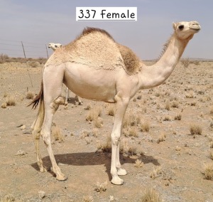 2X CAMEL MALE & FEMALE HANS KNOESEN