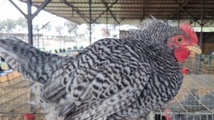 4X CHICKEN ROOSTER & HEN HANNES VAN STADEN