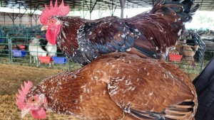 2X CHICKEN ROOSTER & HEN JOS SCHINKEL