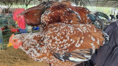 2X CHICKEN ROOSTER & HEN JOS SCHINKEL