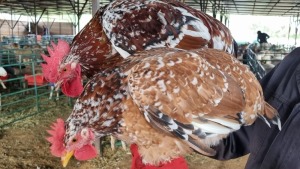 2X CHICKEN ROOSTER & HEN JOS SCHINKEL