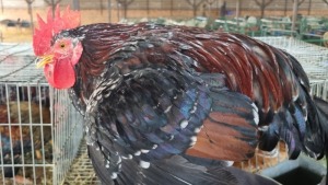 6X CHICKEN ROOSTER JOS SCHINKEL