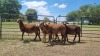 5X MEATMASTER EWE HYDRO TRAINING COLLEGE (PTY) LTD