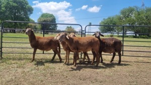 5X MEATMASTER EWE HYDRO TRAINING COLLEGE (PTY) LTD