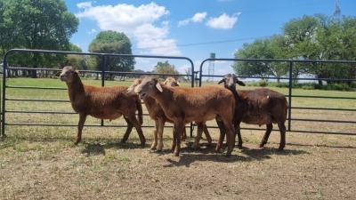 5X MEATMASTER EWE HYDRO TRAINING COLLEGE (PTY) LTD