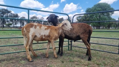 2X MEATMASTER RAM AJCJ (PTY) T/A VREDENRUS BOERDERY