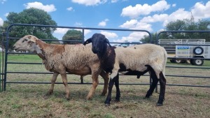 2X MEATMASTER RAM AJCJ (PTY) T/A VREDENRUS BOERDERY