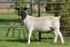 LOT 67 2 X DORPER OOI/EWE ELIZE VISSER - T4 - DRAGTIG (PER STUK OM LOT TE NEEM) - 3