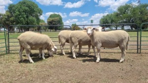 5X DORMER EWE JF JORDAAN