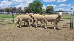 5X DORMER EWE JF JORDAAN