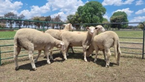 5X DORMER EWE JF JORDAAN