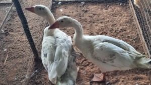 2X GEESE MALE & FEMALE CH BOERDERY