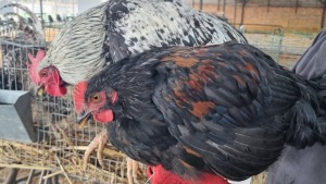 3X CHICKEN ROOSTER & HEN JUAN MALAN