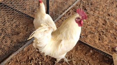 3X CHICKEN ROOSTER & HEN DUPRE STUD