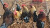 5X CHICKEN ROOSTER DUPRE STUD