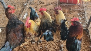 5X CHICKEN ROOSTER DUPRE STUD