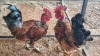 2X CHICKEN ROOSTER AG DU PLOOY