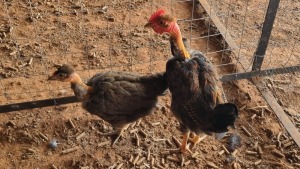 2X CHICKEN ROOSTER & HEN AG DU PLOOY