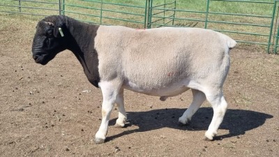 1X DORPER RAM RUZUS BOERBOKSTOET