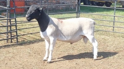 1X DORPER RAM RUZUS BOERBOKSTOET