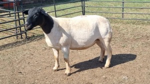 1X DORPER EWE DUPRE STUD