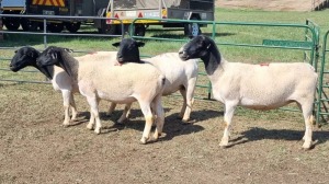 4X DORPER EWE DUPRE STUD