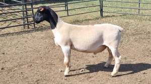 1X DORPER RAM DUPRE STUD