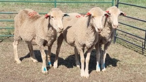 3X MERINO EWE IMSTRA MEAT TRADERS