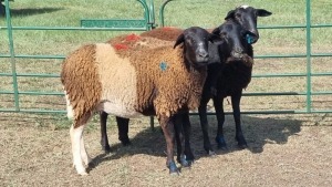 3X DORPER CROSS EWE IMSTRA MEAT TRADERS