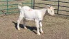 1X MIX GOAT BUCK AG DU PLOOY