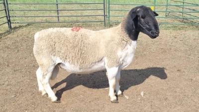 1X DORPER EWE SCHALK BURGER BOERDERY