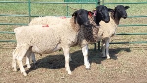 3X DORPER RAM SCHALK BURGER BOERDERY