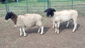 3X DORPER EWE SCHALK BURGER BOERDERY