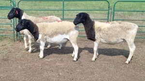 3X DORPER EWE SCHALK BURGER BOERDERY