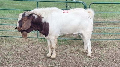 1X BOER GOAT BUCK SCHALK BURGER BOERDERY