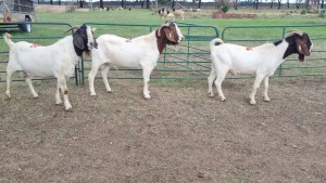 3X BOER GOAT BUCK SCHALK BURGER BOERDERY