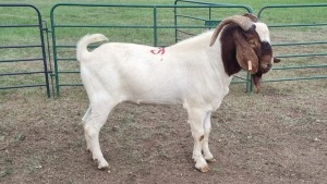 1X BOER GOAT BUCK SCHALK BURGER BOERDERY