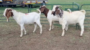 3X BOER GOAT BUCK SCHALK BURGER BOERDERY