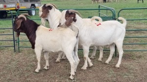 3X BOER GOAT BUCK SCHALK BURGER BOERDERY