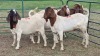 4X BOER GOAT BUCK SCHALK BURGER BOERDERY