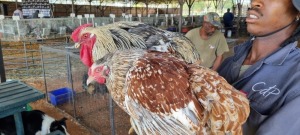 2X CHICKENS ROOSTER & HEN EMMIE HELBERG