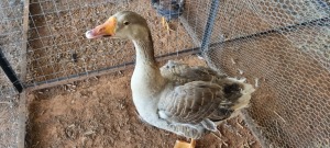 1X GEESE MALE EMMIE HELBERG