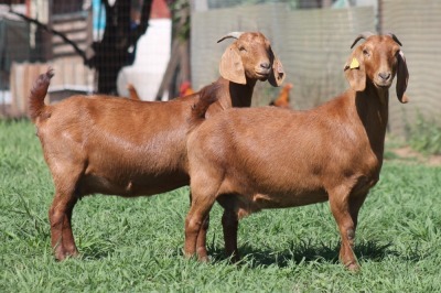 2X KALAHARI RED 776 FLOCK, 9120 STUD DOE JANRI KALAHARI RED STOET