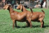 2X KALAHARI RED 776 FLOCK, 9120 STUD DOE JANRI KALAHARI RED STOET - 2