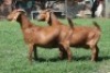 2X KALAHARI RED 776 FLOCK, 9120 STUD DOE JANRI KALAHARI RED STOET - 2