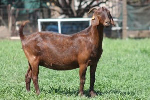 1X KALAHARI RED FLOCK DOE JANRI KALAHARI RED STOET