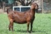 1X KALAHARI RED FLOCK DOE JANRI KALAHARI RED STOET