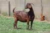 1X KALAHARI RED FLOCK DOE JANRI KALAHARI RED STOET - 2