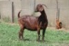 1X KALAHARI RED FLOCK DOE JANRI KALAHARI RED STOET - 2